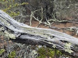 Cyphelium tigillare image