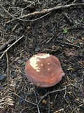 Lactarius volemus image