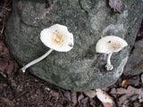 Amanita minutula image