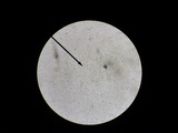 Amanita minutula image