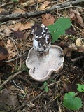 Sarcodon imbricatus image