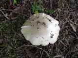 Amanita canescens image