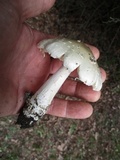 Amanita canescens image