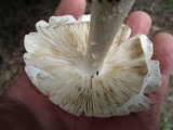 Amanita canescens image