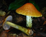 Cortinarius corrugatus image