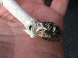 Amanita sect. Vaginatae image