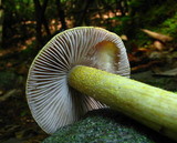 Cortinarius corrugatus image