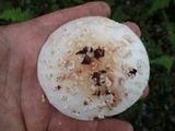 Amanita rubescens var. rubescens image