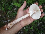 Amanita rubescens var. rubescens image