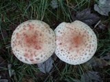 Amanita rubescens var. rubescens image