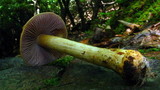 Cortinarius corrugatus image