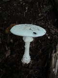 Amanita subcokeri image