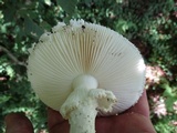 Amanita subcokeri image