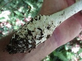 Amanita subcokeri image