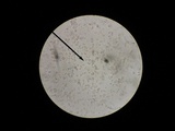 Amanita subcokeri image