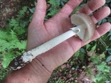 Amanita submaculata image