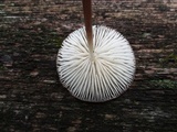 Oudemansiella furfuracea image