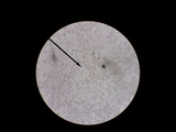 Oudemansiella furfuracea image