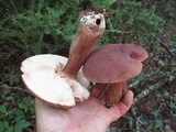 Tylopilus ferrugineus image