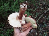 Tylopilus ferrugineus image