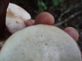 Tylopilus ferrugineus image