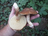 Xanthoconium affine image