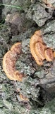 Phellinus gilvus image