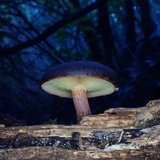 Gymnopilus purpuratus image