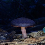 Gymnopilus purpuratus image