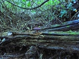 Gymnopilus purpuratus image