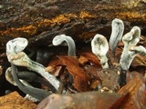 Hypomyces papulasporae image