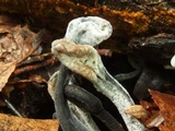 Hypomyces papulasporae image