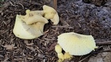 Leucocoprinus tricolor image