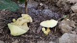 Leucocoprinus tricolor image
