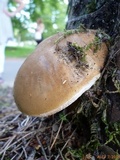 Tylopilus felleus image