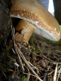 Tylopilus felleus image