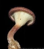 Panus lecomtei image
