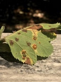 Gymnosporangium globosum image