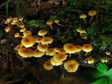 Xeromphalina kauffmanii image