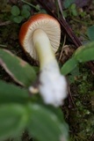 Amanita parcivolvata image