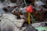 Hygrocybe acutoconica image