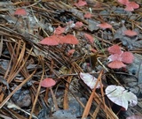 Marasmius pulcherripes image