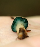 Leotia viscosa image