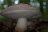 Tylopilus rubrobrunneus image