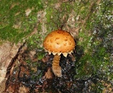 Hemistropharia albocrenulata image