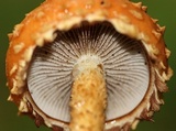 Hemistropharia albocrenulata image