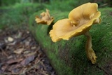 Tricholomopsis decora image
