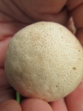 Calvatia rubroflava image