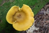 Tricholomopsis decora image