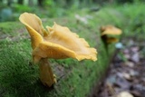 Tricholomopsis decora image